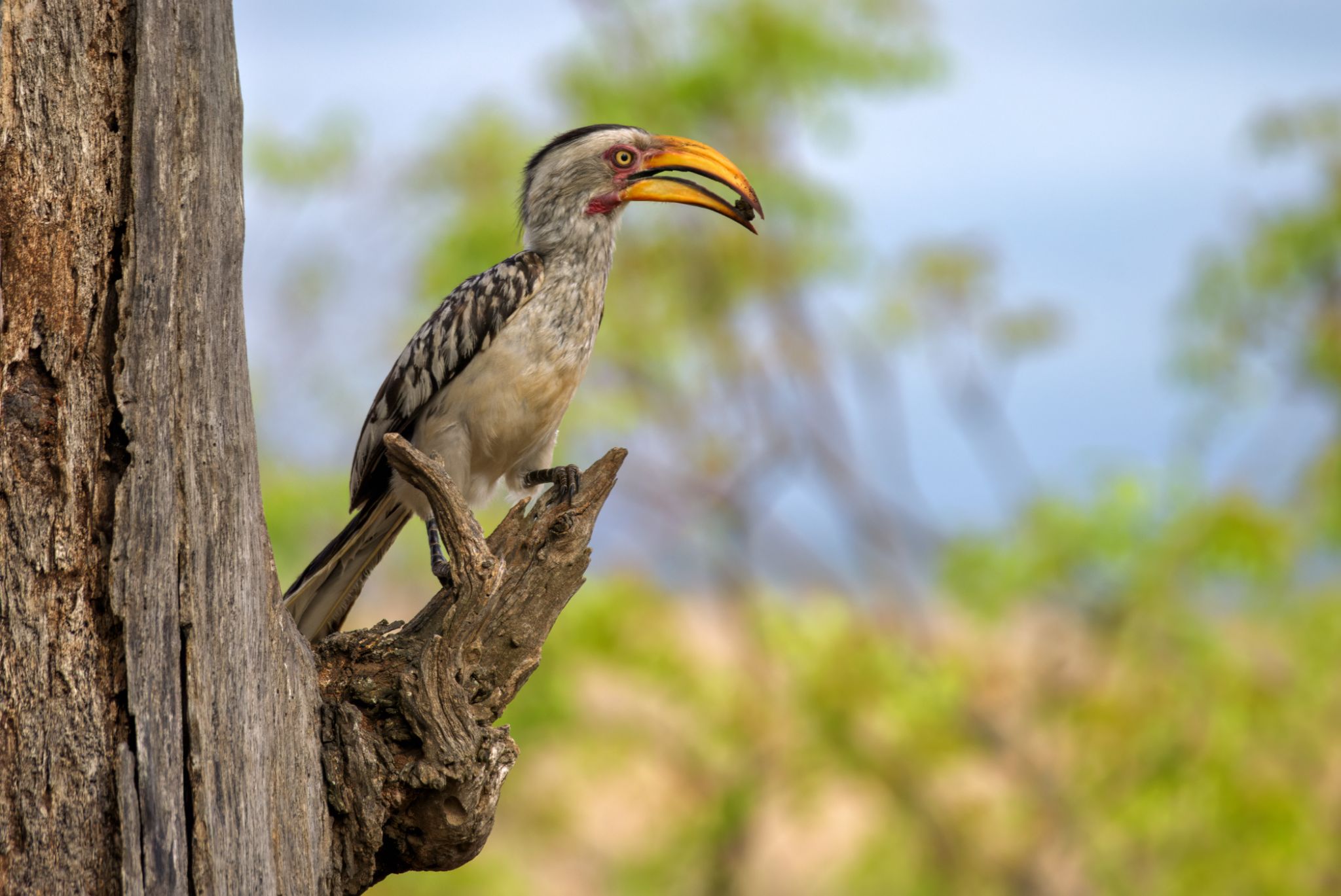 20161113 082621 Rotschnabeltoko